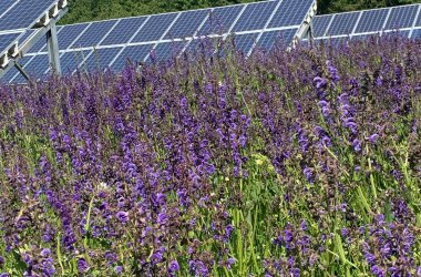 Photovoltaikpanel mit blühendem lila Salbei