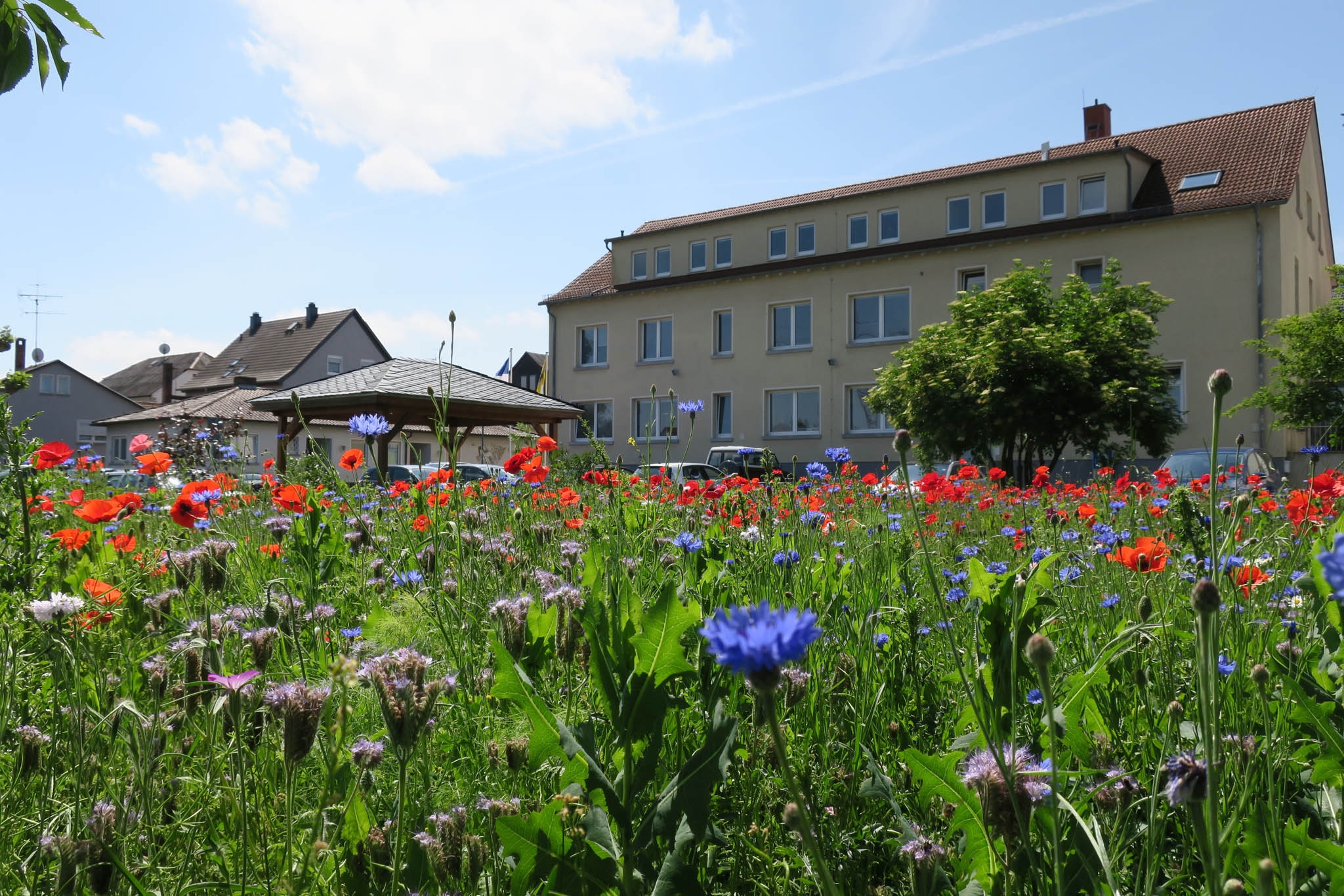 Rathausrückseite Ansicht im Frühsommer Blumenwiese mit Klatschmohn und Kornblumen, dahinter links das Dach eines Sitzplatzes, die Dächer parkender Autos und das Gebäude des Rathauses.