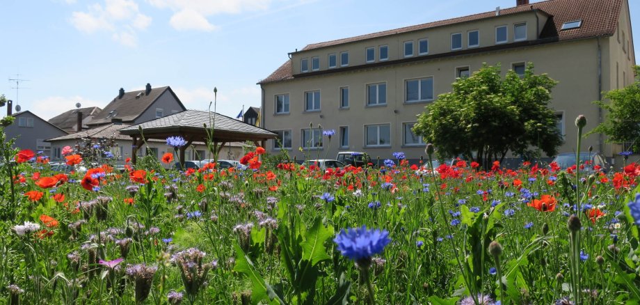 Rathausrückseite Ansicht im Frühsommer Blumenwiese mit Klatschmohn und Kornblumen, dahinter links das Dach eines Sitzplatzes, die Dächer parkender Autos und das Gebäude des Rathauses.