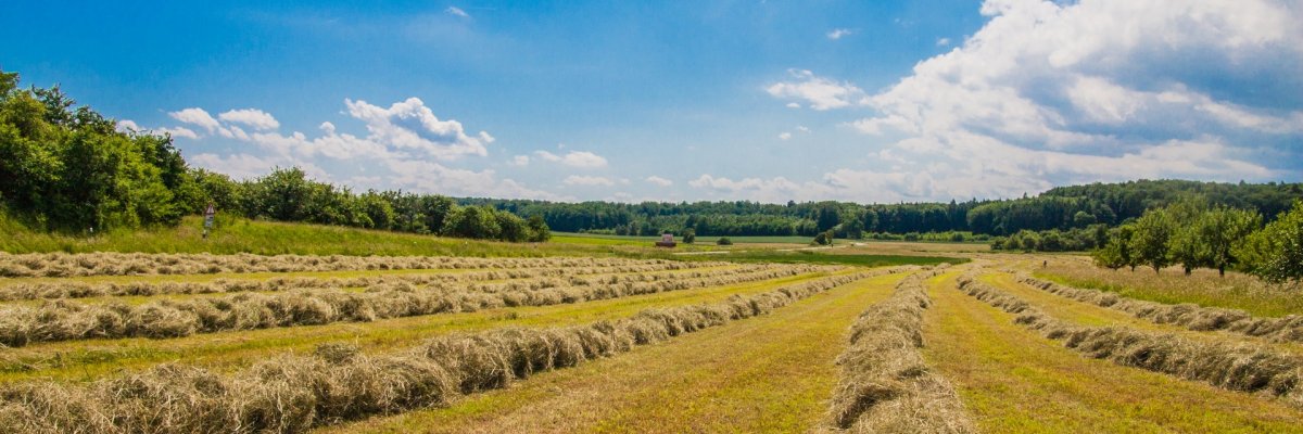 Heuschwaden auf abgemähter Wiese unter blauem Himmel und strahlendem Sonnenschein