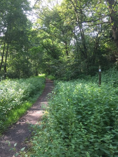 Romantischer Pfad durch die "Hungener Schweiz"