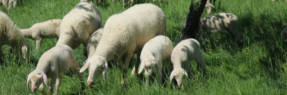 Schafe grasen auf frischer Wiese unter Bäumen