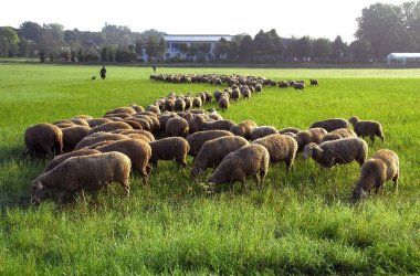 Landesleistungshüten - Schafherde weidend in S-Formation