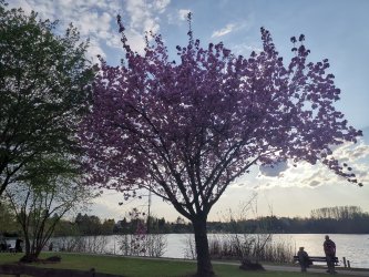 Seepromenade mit blühendem Baum