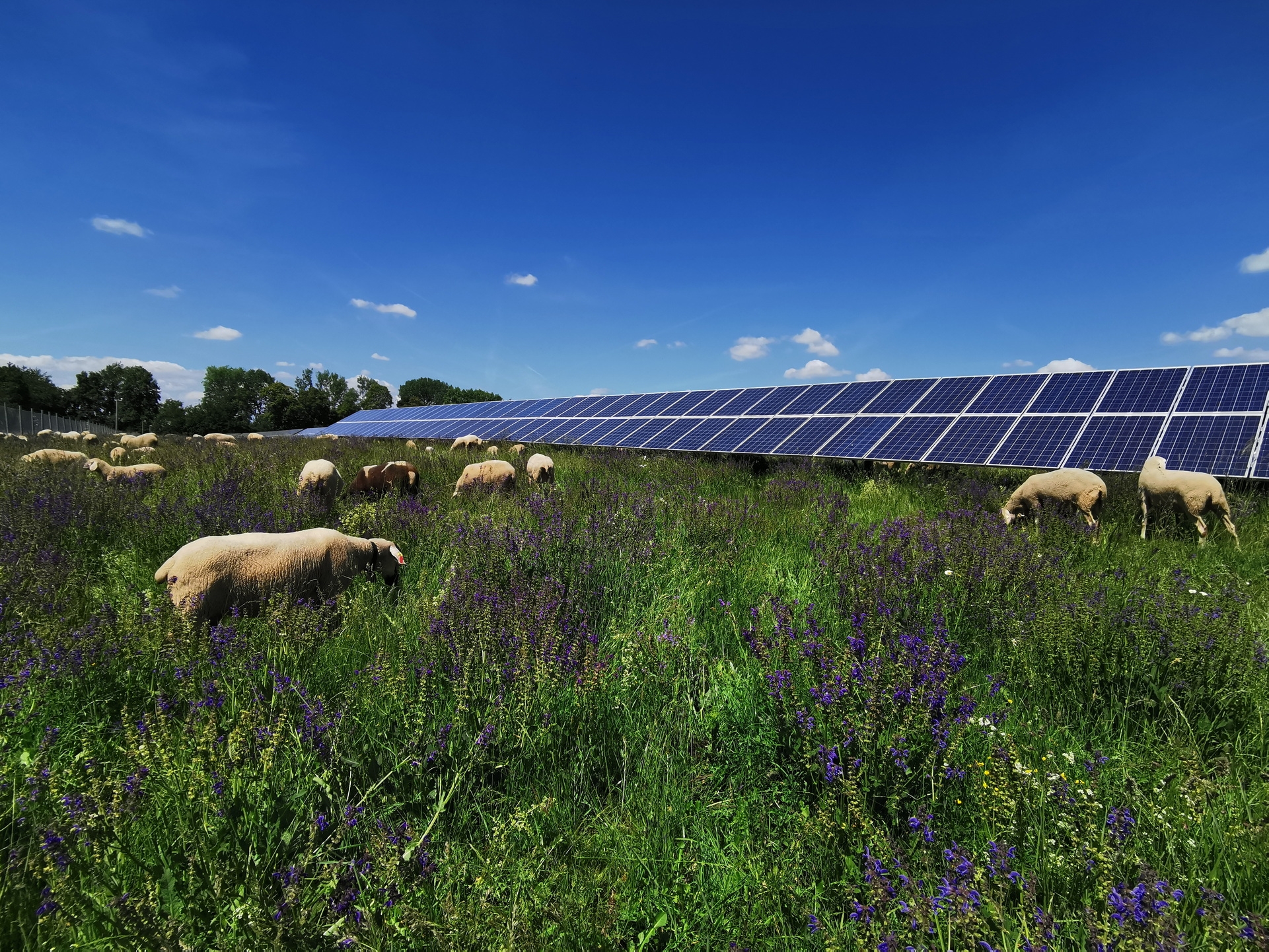 Schafe weiden auf einer Blumenwiese, dahinter die Panele eines Solarparks