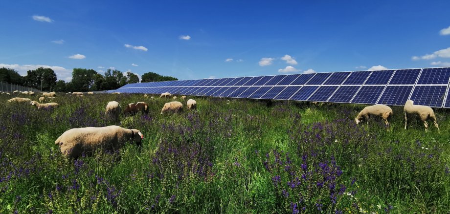 Schafe weiden auf einer Blumenwiese, dahinter die Panele eines Solarparks