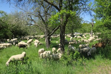 Schafherde unter Streuobstbäumen im Mai