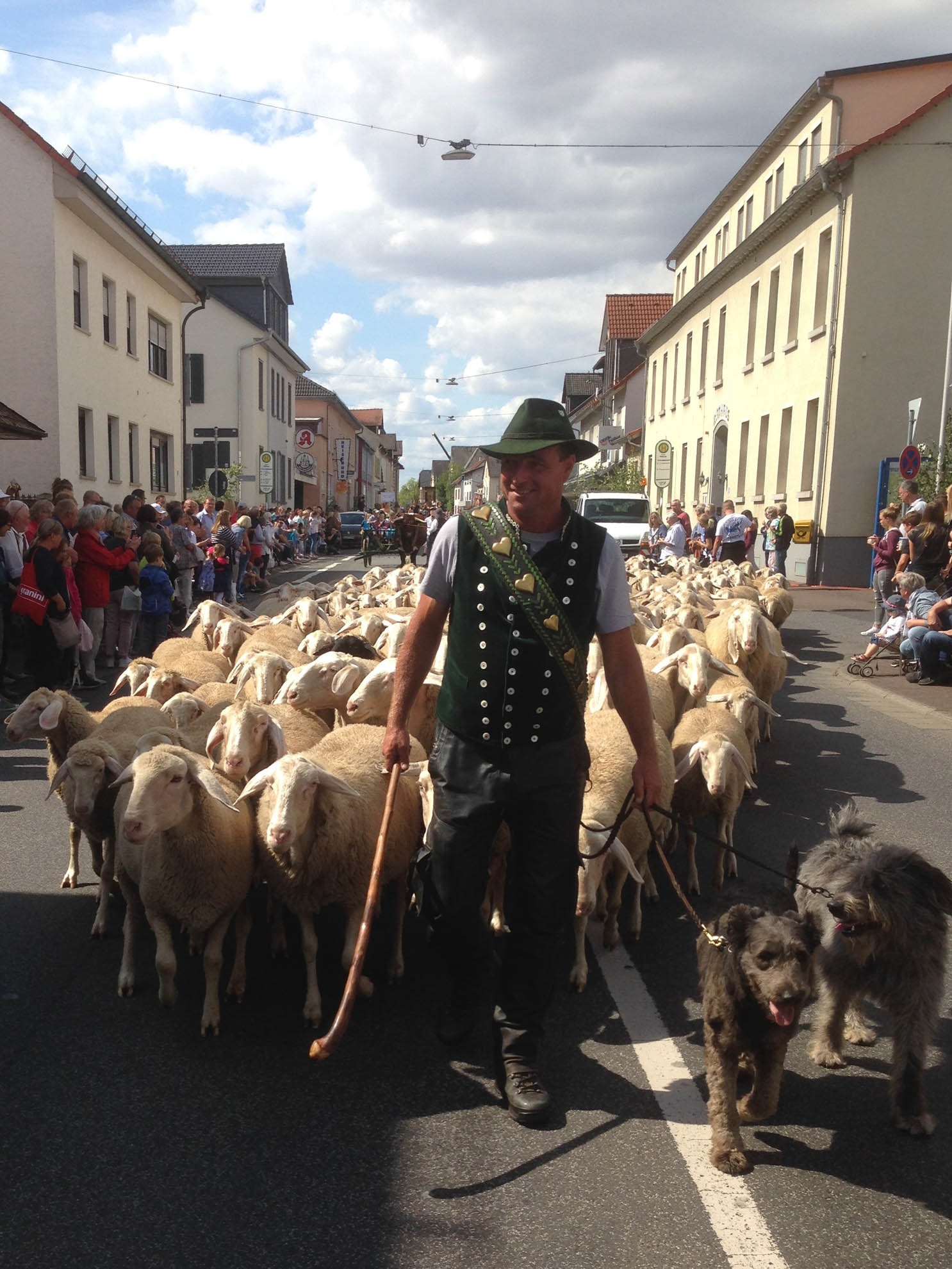 Stadtschäfer und Schafe beim Festzug in Hungen Stadtschäfer und Schafe beim Festzug in Hungen