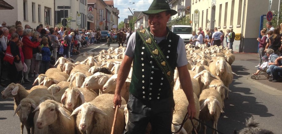 Stadtschäfer und Schafe beim Festzug in Hungen Stadtschäfer und Schafe beim Festzug in Hungen