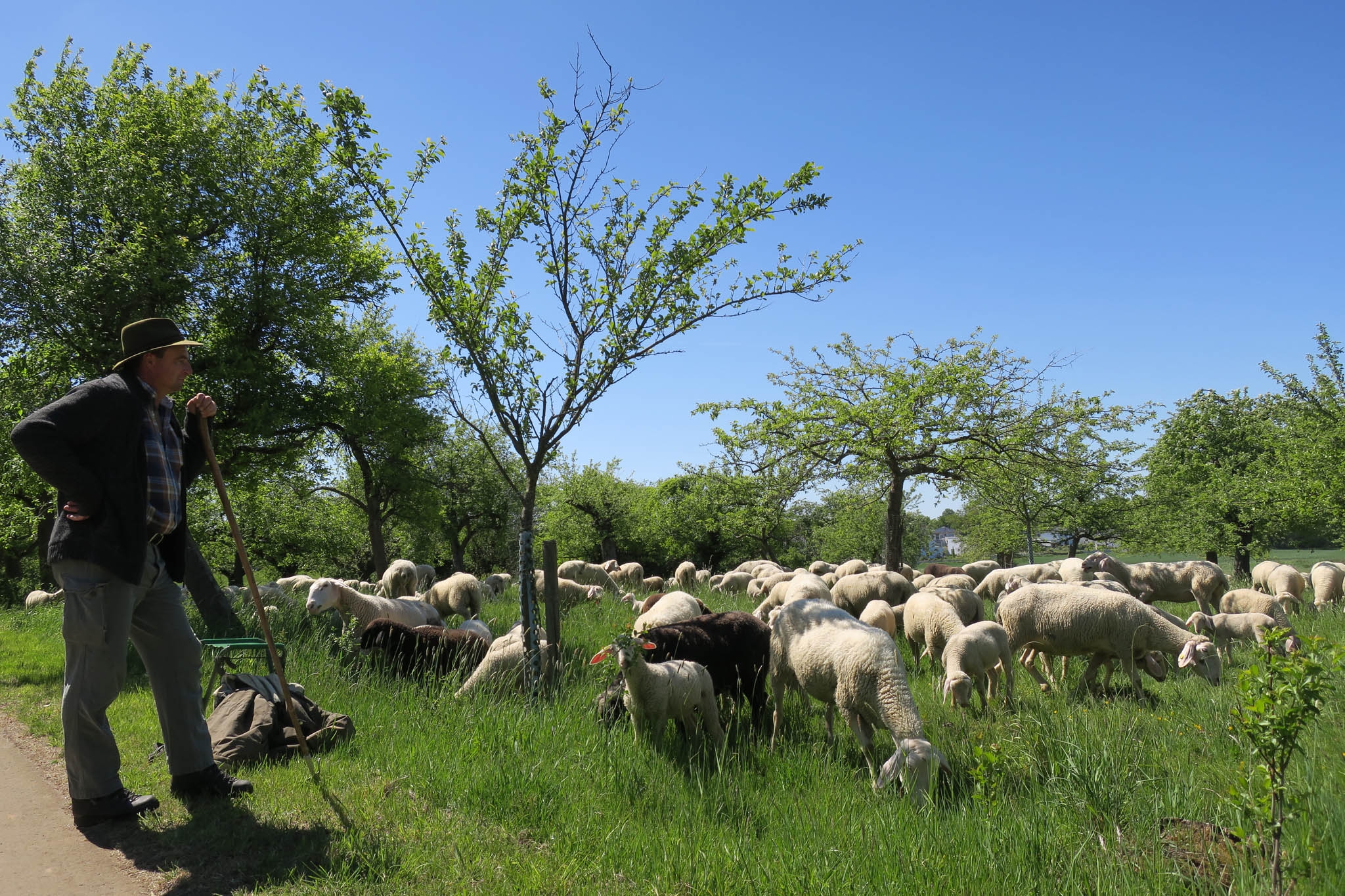 Stadtherde mit Schäfer im Stümpfenweg Ein Schäfer mit Schäferstab steht links am Bildrand und blickt auf eine Frühlingswiese mit Obstbäumen unter denen Schafe weiden.