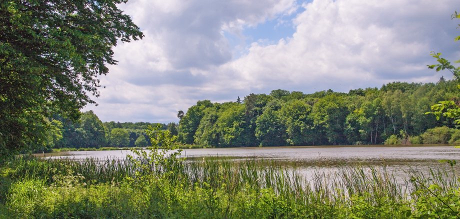 See umgeben von grünen Bäumen, Gebiet "Drei Teiche" im Stadtwald