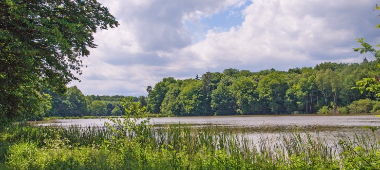 An den"Drei Teichen" See umgeben von grünen Bäumen, Gebiet "Drei Teiche" im Stadtwald