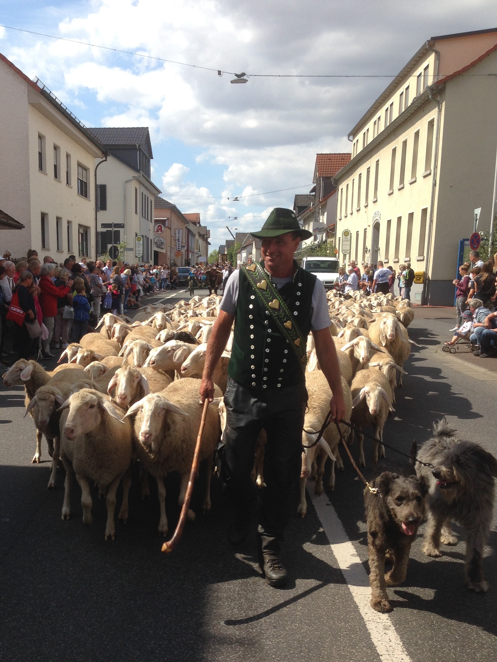 Stadtschäfer und Herde im Festzug vor Rathaus