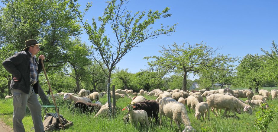Stadtschäfer mit Herde auf Frühlingswiesen 
