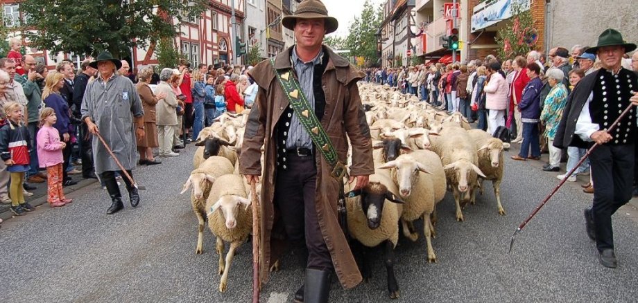 Stadtschäfer Meisezahl mit Herde im Festzug