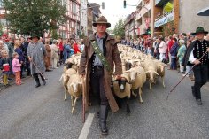 Hesssiches Schäferfest Stadtschäfer Meisezahl mit Herde im Festzug