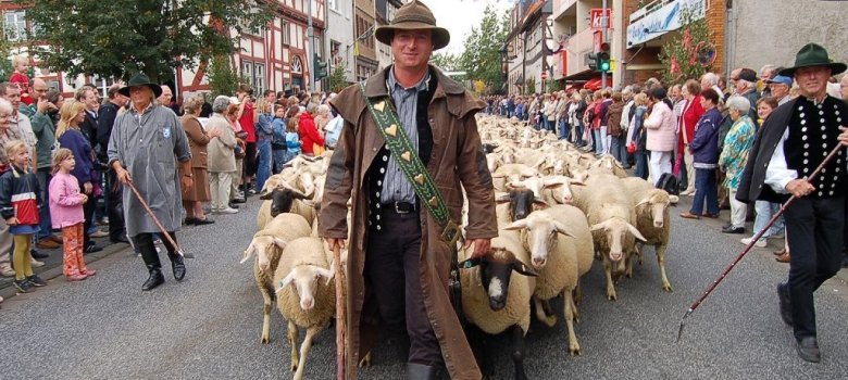 Stadtschäfer Meisezahl mit Herde im Festzug